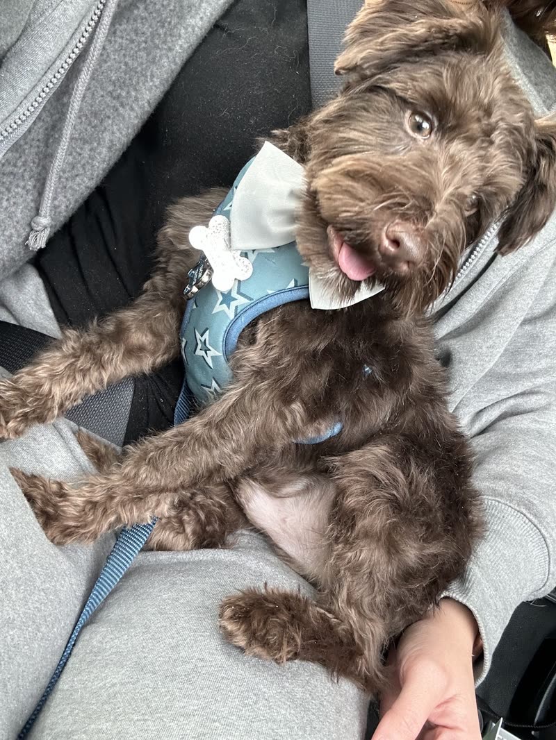 A freshly groomed chocolate doodle in a blue harness being cuddled, tongue out