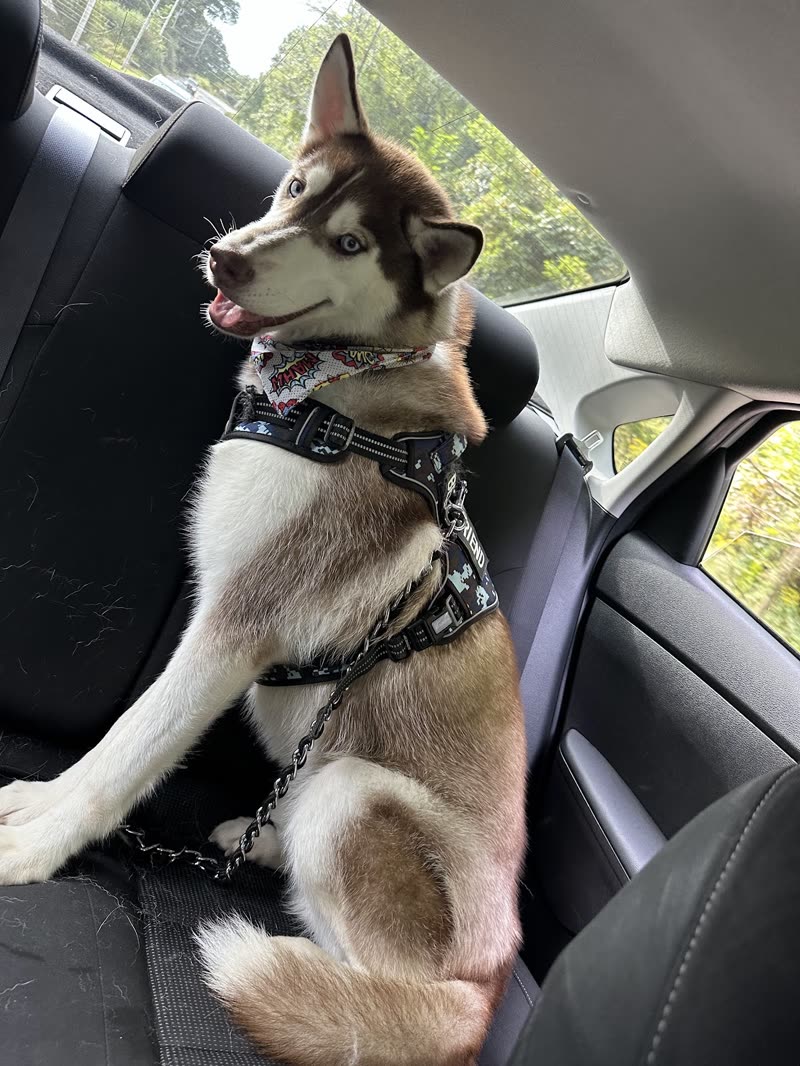 A brown-and-white husky harnessed in a car back seat, looking out the window