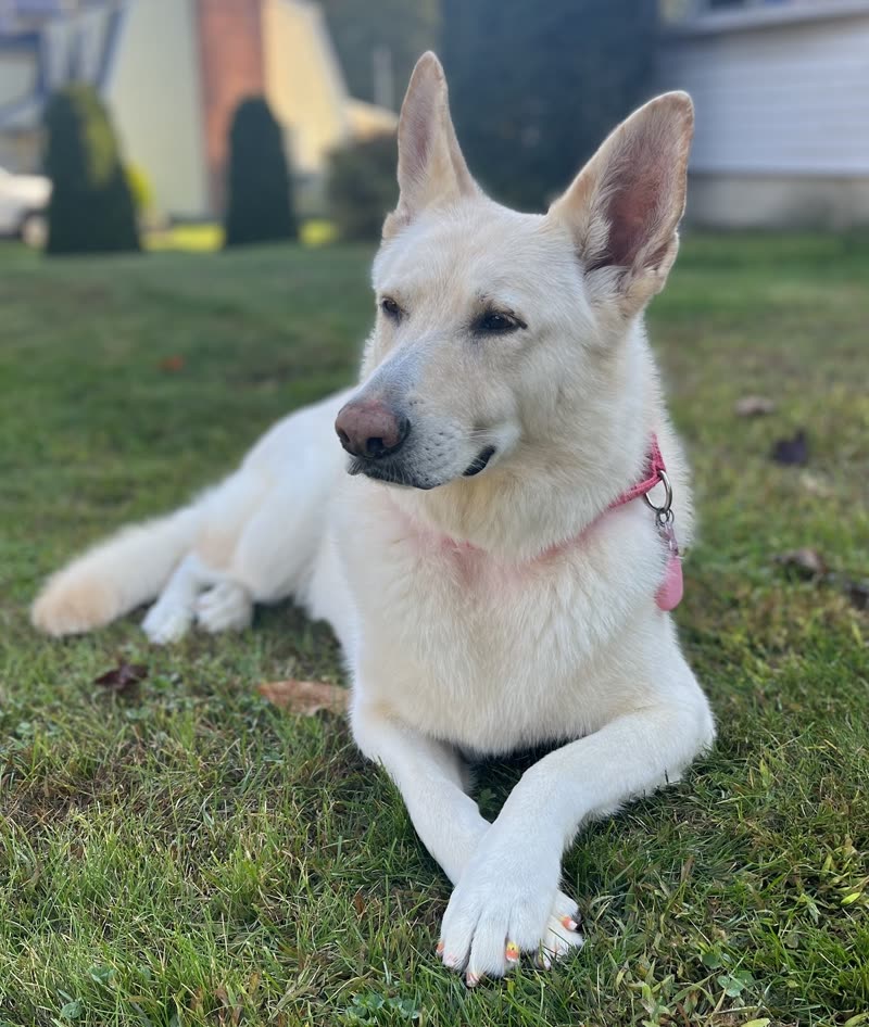 A white shepherd-type dog with a pink collar lying on green grass in a garden