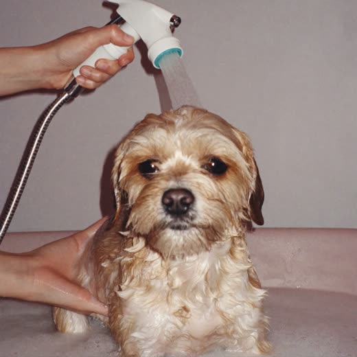 A small dog being bathed and rinsed during a grooming session