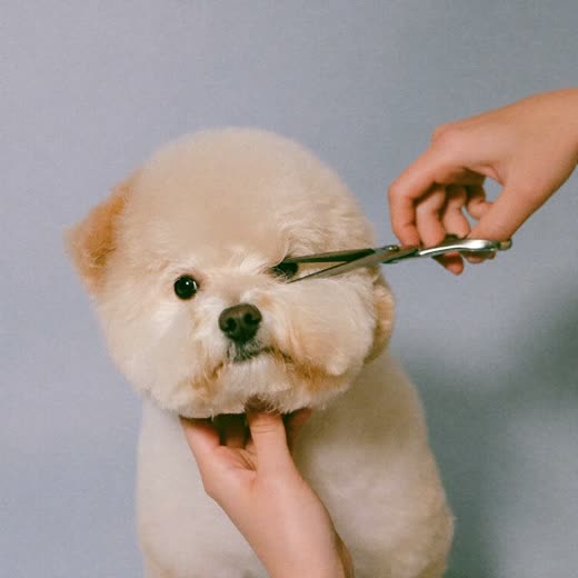A fluffy dog having its face trimmed with grooming scissors