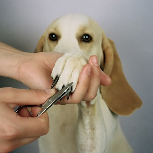A dog's paw held for a nail trim