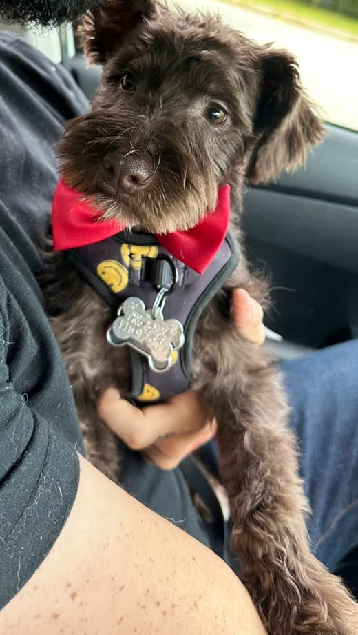 A small scruffy terrier-cross in a red bandana after its groom